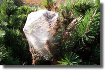 chenille processionnaire haute savoie
