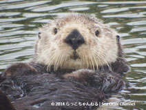 オスの成獣