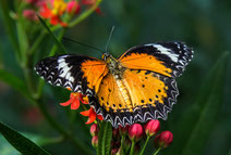 Photos d'insectes - Photos de papillons - Dominique MAYER - www.dominique-mayer.com