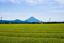 南九州の茶畑