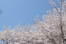 桜満開 野球場