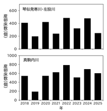 図4 琴似発寒川および真駒内川のサクラマス産卵床数の経年変化