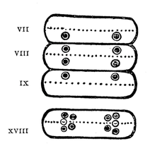 Perichaeta flavescens (Goto & Hatai, 1898, p. 72)