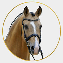 FS Champion de Luxe | Ferienhof Stücker