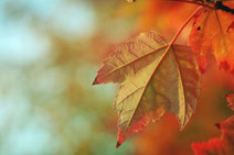 entretien jardin et espaces verts was40, jardinier, automne