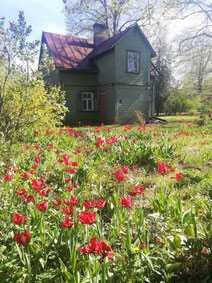 Two story wooden house in Riga surrounded by red flowers