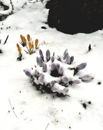 Yellow and purple crocuses sprouting through snow