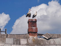 Two storks perched on a chimney of a rundown tin roof in Latgale, Latvia