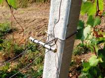 Collari Tendifilo Per Capopali Per Vigneto E Frutteto Accessori Per Vigneti E Frutteti