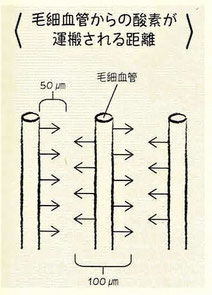 毛細血管から酸素が運搬される距離