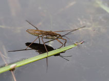 Foto: P. Roos; Wasserläufer