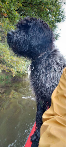 Therapie Hund Pferde Kühe Katzen Bachblüten Hühner