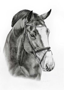 Pferd in Bleistift zeichnen lassen nach Foto - Bleistift Zeichnung - Tierportrait nach Foto