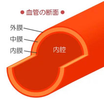 動脈の構造