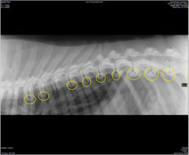 Noa's X-ray