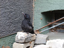 Junge Rabenkrähe - Foto: Günter Reinartz