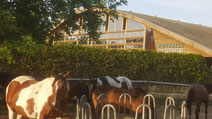 11 horse riding spots in and by Berlin