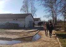 11 horse riding stables in and by Berlin