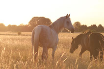 11 horse riding spots in and by Berlin