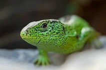 Reptilien und Amphibien