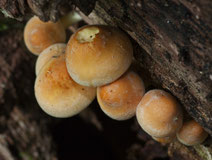 Pilze