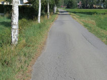 Torfschwund im Federseemoor