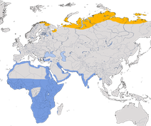 Karte zur Verbreitung des Zwergstrandläufers (Calidris minuta)