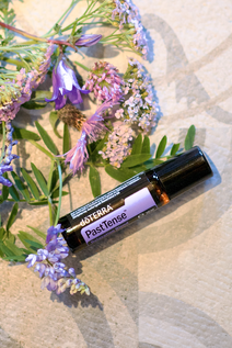 doTERRA Past Tense Kopfschmerz Roll on bestellen