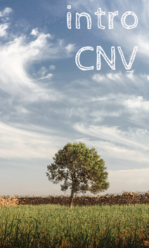 olivier au maroc - inititation, introduction à la CNV