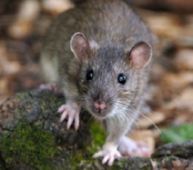 Lutte et traitement contre les rats, souris, mulots, loirs, Vaucluse, Orange, Avignon, Bollène, 84, Gard, Drome