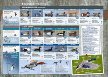 Enten Übersicht