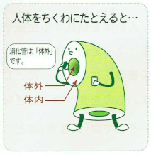 人体をちくわに例えると