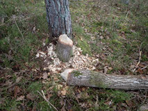 Baum vom Biber angenagt