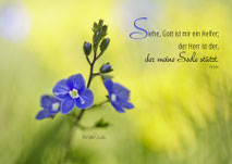 Ehrenpreis, Macro, Blümchen, Christliche Kunstkarten