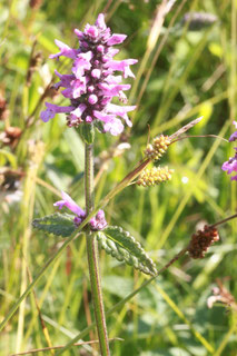 Heilziest (Betonica officinalis) zwischen Ittersbach und Pfinzweiler