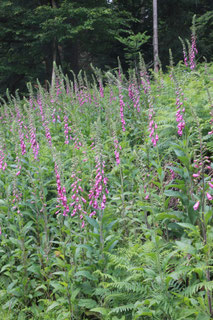 Roter Fingerhut (Digitalis purpurea)