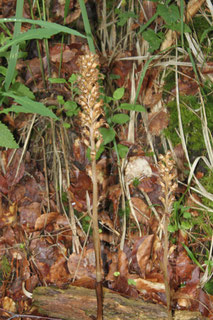 am Waldwegrand Pflanzen der Vogel-Nestwurz (Neottia nidus-avis, eine Orchideenart)