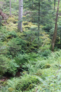 im Eisengrund - Blick zum Heselbach