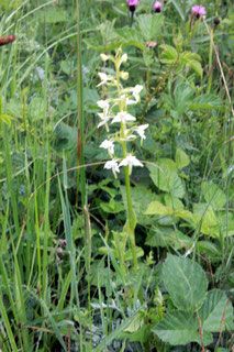 auf den Wiesen des Eyachtals blühen viele Exemplare der Grünlichen Waldhyazinthe (Platanthera chlorantha)