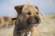 Border Terrier Jagd