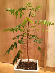 観葉植物 ニーム編 庭木で開運 自分でできる簡単な剪定