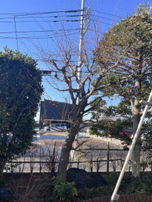 町田市で剪定する植木屋「纏造園」