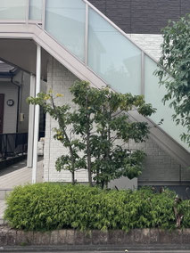 相模原市で剪定する植木屋「纏造園」