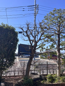 町田市で剪定する植木屋「纏造園」