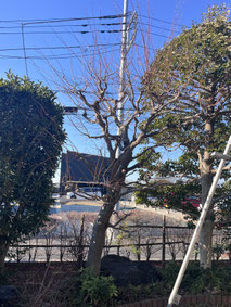 町田市で剪定する植木屋「纏造園」