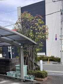 立川市で剪定する植木屋「纏造園」