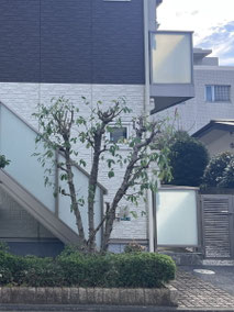 相模原市で剪定する植木屋「纏造園」