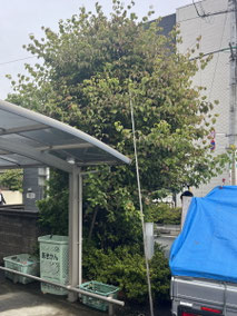 立川市で剪定する植木屋「纏造園」