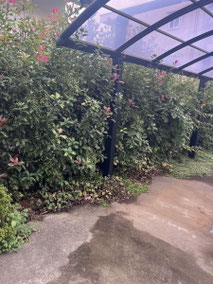 横浜市青葉区で剪定する植木屋「纏造園」
