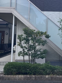 相模原市で剪定する植木屋「纏造園」